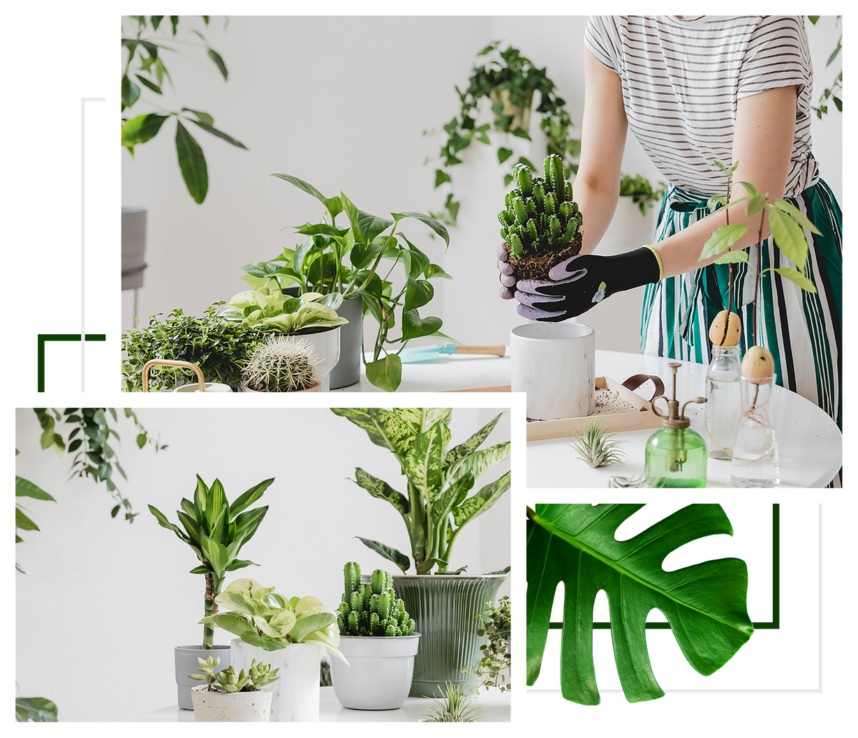 Plants Shop Website Template Demo